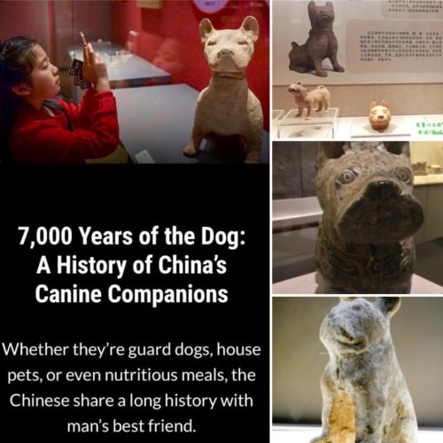 Chongqing Dog History