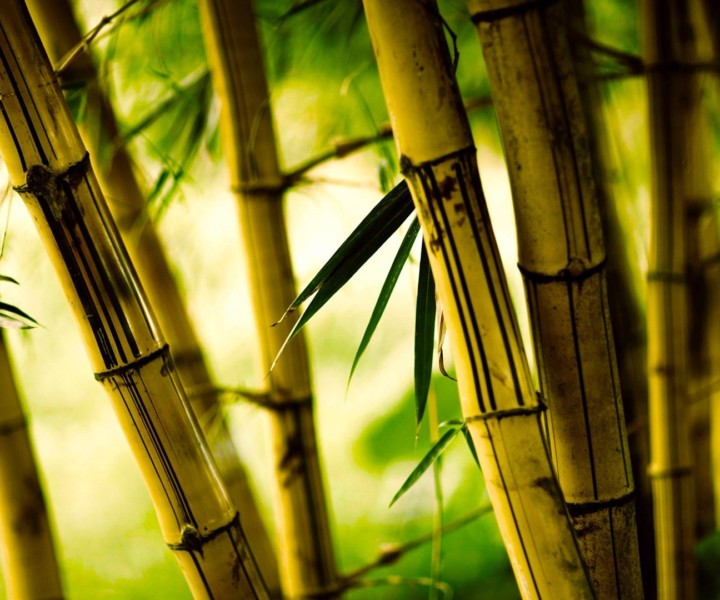 Bamboo tail BG